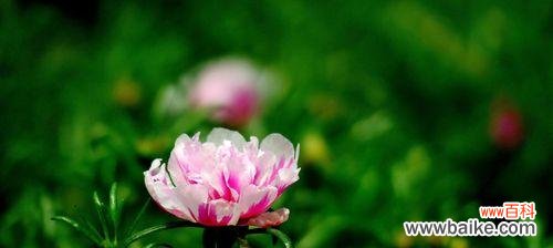 解读花朵背后的情感密码 夏日花语