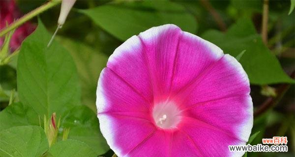 探究牵牛花作为一种代表性花卉所传递的情感信息 牵牛花的花语与意义