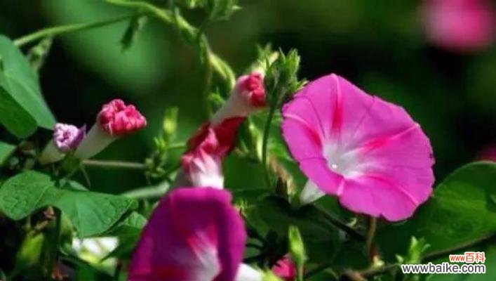 探究牵牛花作为一种代表性花卉所传递的情感信息 牵牛花的花语与意义