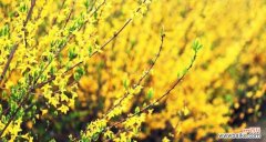 探寻花语中的涵义，品味自然的力量 连翘花的花语与寓意