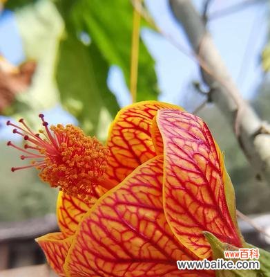 探寻金铃花的意义与象征 金铃花的花语