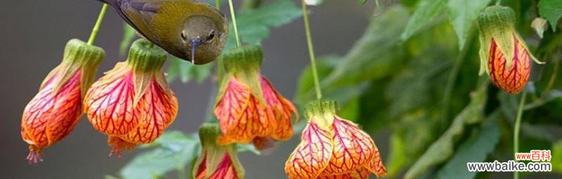探寻金铃花的意义与象征 金铃花的花语