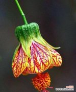 探寻金铃花的意义与象征 金铃花的花语