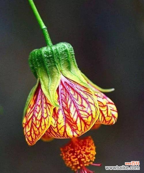 探寻金铃花的意义与象征 金铃花的花语