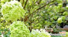 探究白琼花的含义及象征意义 解读白琼花花语