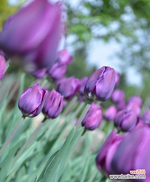 隐藏在花语背后的真相 揭秘欺骗和谎言的花语