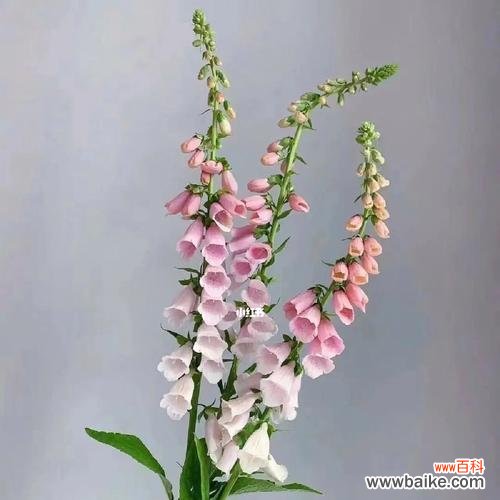 隐藏在花语背后的真相 揭秘欺骗和谎言的花语