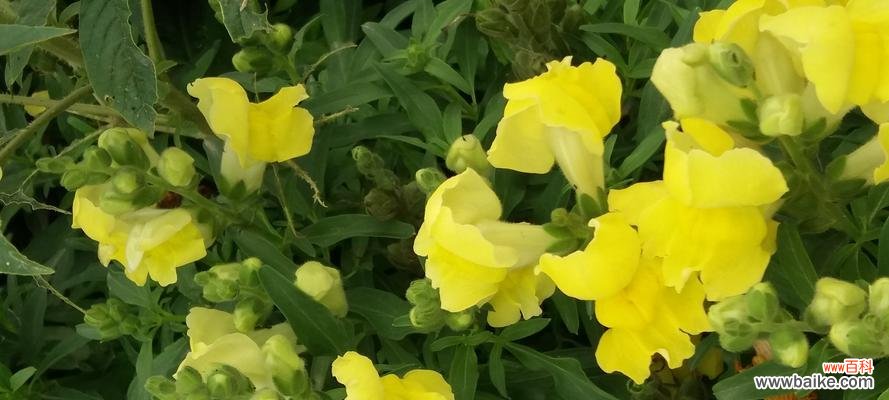 隐藏在花语背后的真相 揭秘欺骗和谎言的花语