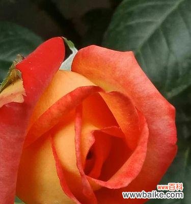 探秘月季的八大花语及其象征意义 花开时节，月季花语