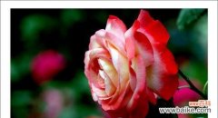 探秘月季的八大花语及其象征意义 花开时节，月季花语