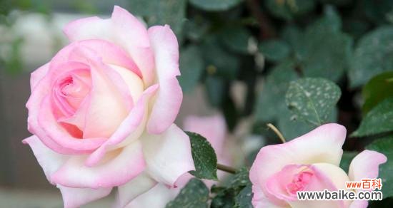 探秘月季的八大花语及其象征意义 花开时节，月季花语