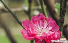 探寻桃花的意义与象征 深入了解桃花的花语