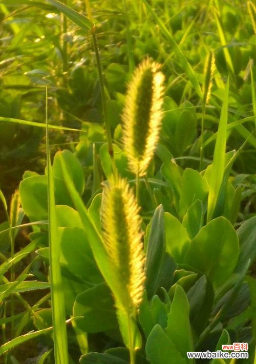 寓意深刻的小花,传递着什么信息? 狗尾巴花的花语