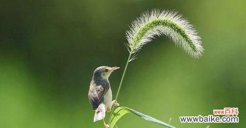 寓意深刻的小花,传递着什么信息? 狗尾巴花的花语