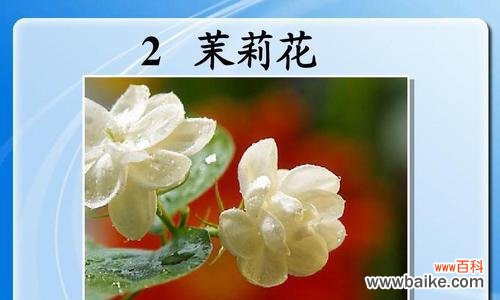 香气扑鼻的花，代表着纯洁和爱情 茉莉花的花语