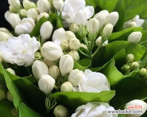 香气扑鼻的花，代表着纯洁和爱情 茉莉花的花语