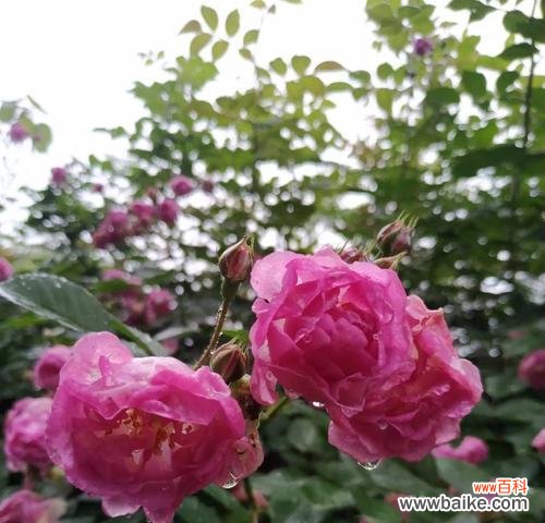 传递爱与热情的象征 红蔷薇的花语