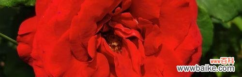 传递爱与热情的象征 红蔷薇的花语