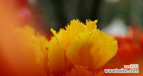 探索花海中的神秘紫 紫色郁金香的花语