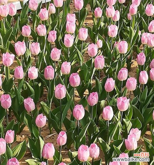 探索花海中的神秘紫 紫色郁金香的花语