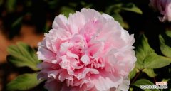 花开富贵，花落福留 牡丹花的寓意与花语