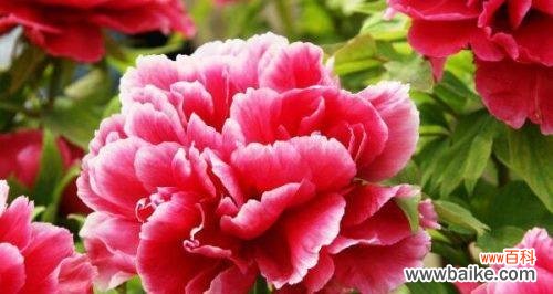 花开富贵,花落福留 牡丹花的寓意与花语