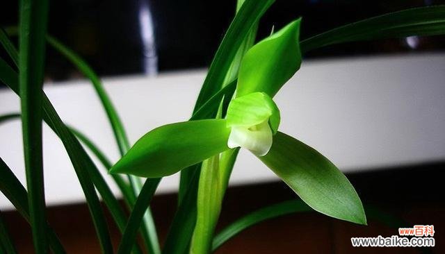 解析兰花之彩颜色背后的含义 花开世界颜色的语言