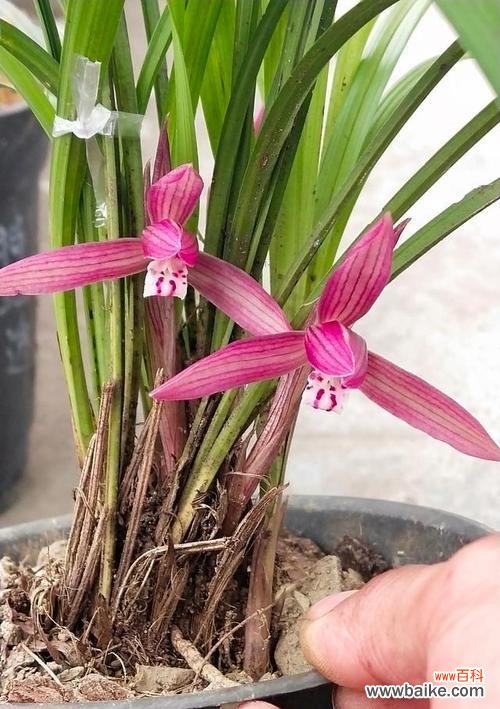 解析兰花之彩颜色背后的含义 花开世界颜色的语言