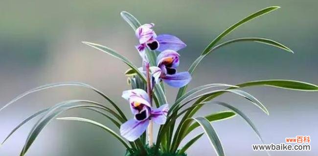 解析兰花之彩颜色背后的含义 花开世界颜色的语言