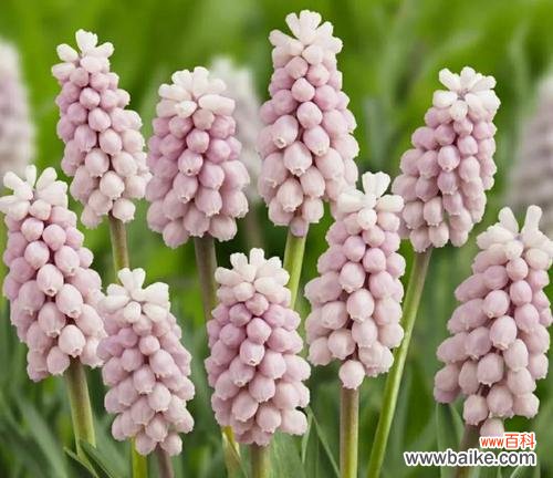 传达深情与祝福的蓝紫色花朵之谜 探寻蓝紫色风信子的花语之美