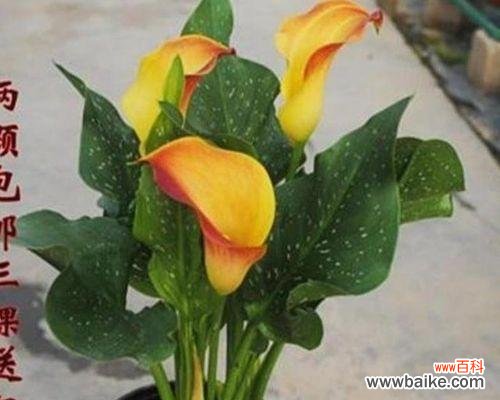 探寻马蹄莲背后的内涵与象征 以马蹄莲之美,寓意深远