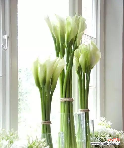 探寻马蹄莲背后的内涵与象征 以马蹄莲之美,寓意深远