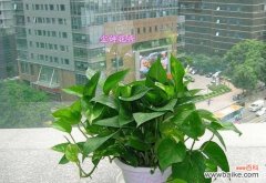 探寻绿萝的美丽内涵 绿萝的象征意义与养护技巧