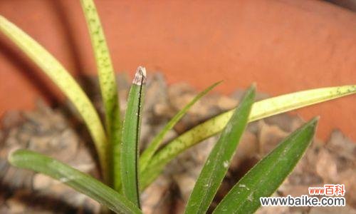 揭开兰花叶尖起兜的神秘面纱 兰花叶尖起兜的奥秘