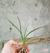 揭开兰花叶尖起兜的神秘面纱 兰花叶尖起兜的奥秘