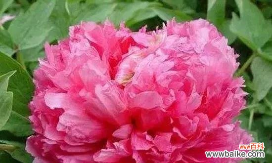 盛世之花的瑰丽与华贵 牡丹花