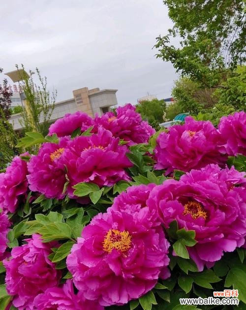 绽放春天的芬芳 牡丹花的象征之美