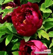 探秘牡丹花语的含义及如何正确养植牡丹 牡丹花语与养植方法