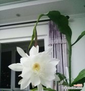 三朵花的花语及其寓意 花语之美——迷迭香、蒲公英与昙花