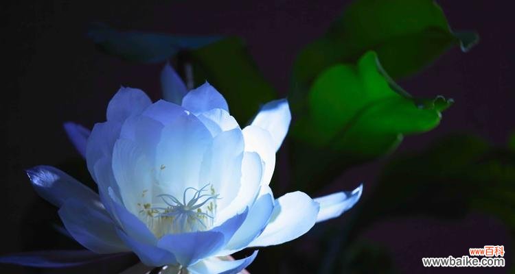 三朵花的花语及其寓意 花语之美——迷迭香、蒲公英与昙花