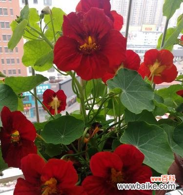 解读花语的秘密 每朵花都代表一个深意