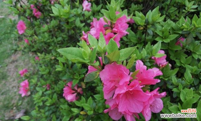 解读花语的秘密 每朵花都代表一个深意