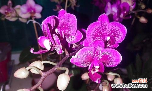 解读花语的秘密 每朵花都代表一个深意