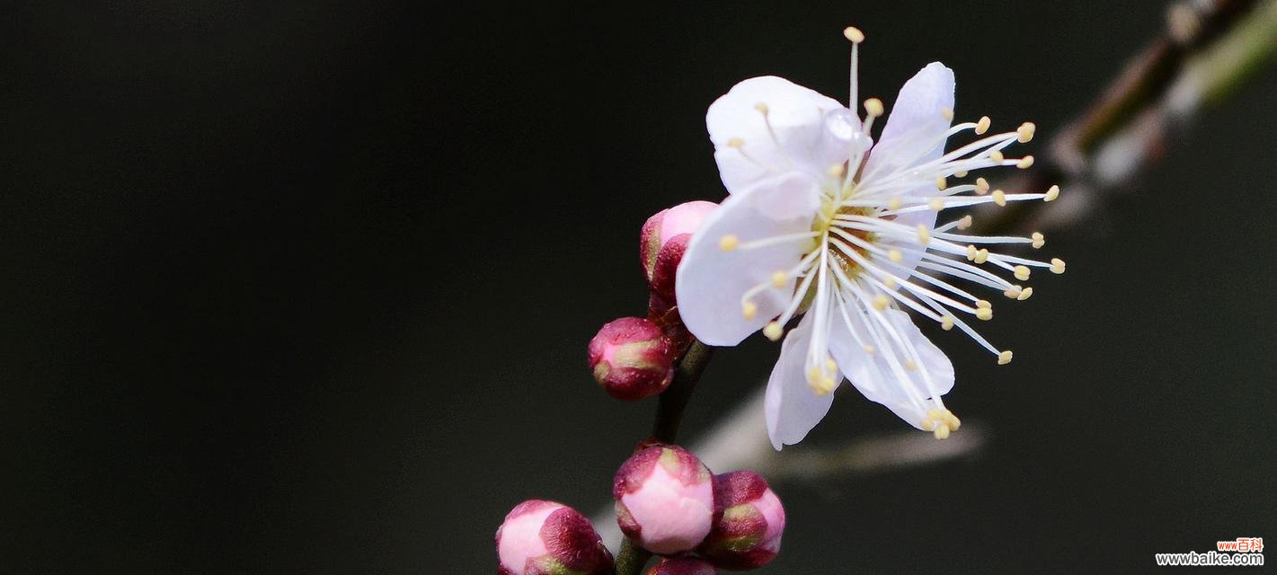 以梅花代表吉祥的象征意义与文化传承 梅花的吉祥之意