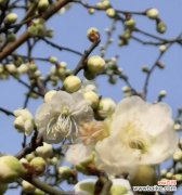 以梅花代表吉祥的象征意义与文化传承 梅花的吉祥之意