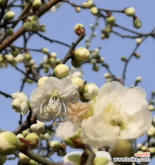 以梅花代表吉祥的象征意义与文化传承 梅花的吉祥之意