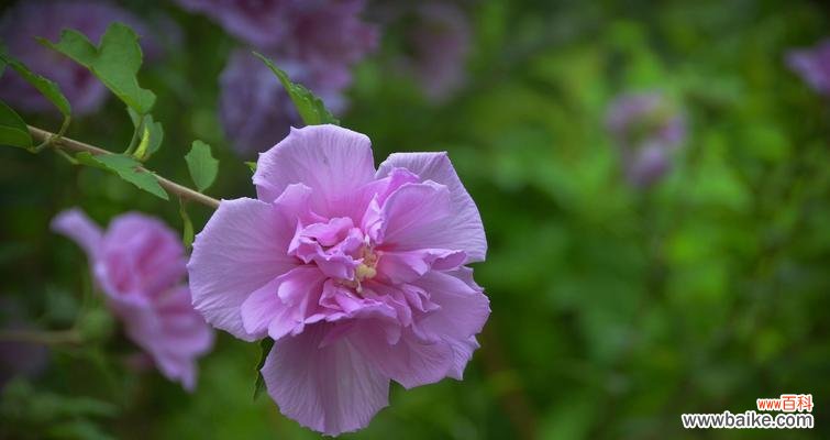 木瑾花的美丽与深意 以木瑾花为主题的象征意义