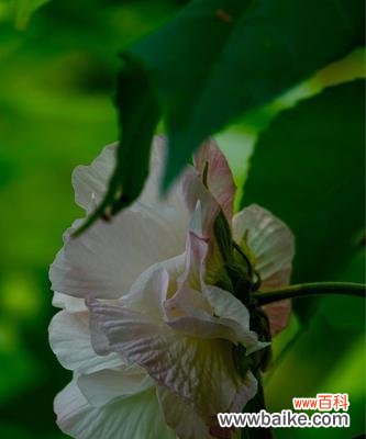 美丽花朵的芬芳之语 木芙蓉的花语与意义