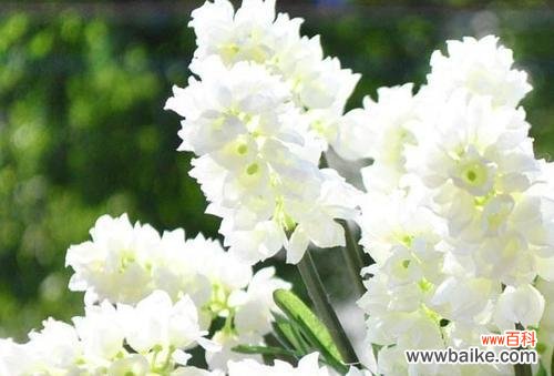 揭示黄色风信子花语的内涵与魅力 风信子花语