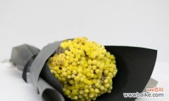 揭示黄色蜡菊的多重寓意 黄色蜡菊的花语与意义